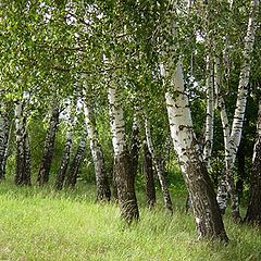 photo "Birches"