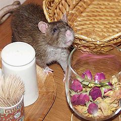 фото "Бойцовая мышь"