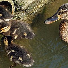 photo "‘So That’s where Baby Ducks come from!’"