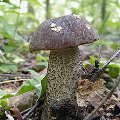 photo "Вark-haired mushroom"
