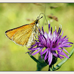 photo "From life of butterflies (On refuelling)"