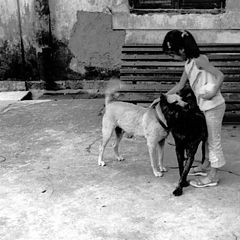 фото "Chinese girl with dogs"
