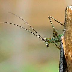 photo "The private Grasshopper in patrol"