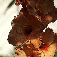 photo "Gladiolus"