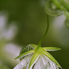 photo "Stellaria II"