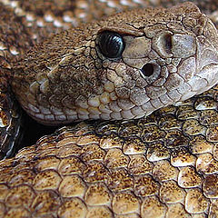 photo "Western Rattlesnake"