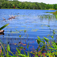 photo "Ah, summer!"