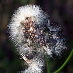 photo "Feather Dusters"