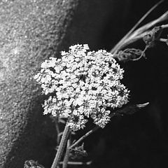 photo "The Moon and the flower"