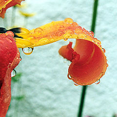 фото "Rain"