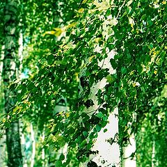 photo "Birch ringlets"