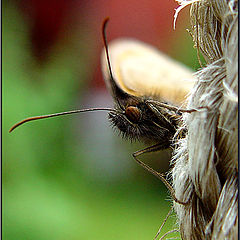 photo "Butterfly in portrait."