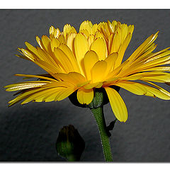фото "A yellow flower."