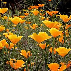 фото "Field of Yellow Flowers"