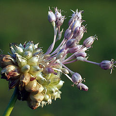 photo "Onion Explosion"