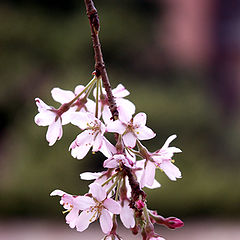 photo "Twig of sakura"