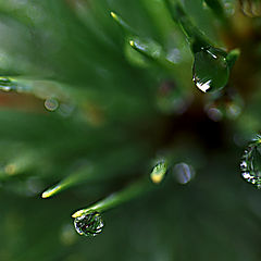 photo "Raindrops"