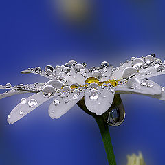 photo "Water Drops"