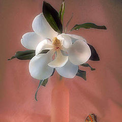 фото "Magnolia and visitor"