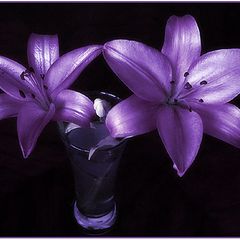 фото "Purple still life"