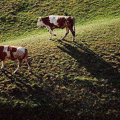 фото "Cowboy 3"