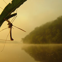 фото "Mosquito`s dream"