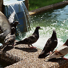 photo "spring2002/pigeons"