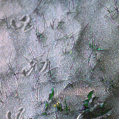 photo "Traces.."