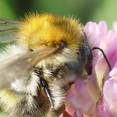 photo "Bathing in pollen"