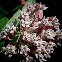 фото "Milkweed"