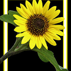 photo "Texas Sun Flower"