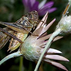 photo "Locust"