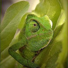 photo "THE SENTINEL"