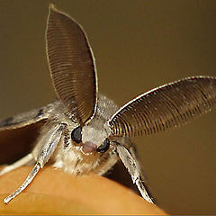 photo "The butterfly with ears"