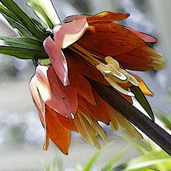 photo "Fritillaria #1"