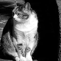 фото "Miau..."