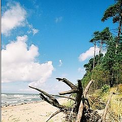 фото "Landscape with cuted tree"