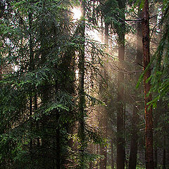 photo "Morning after the Rain -1 ("The Forest" series)"