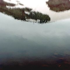 photo "Reflections"