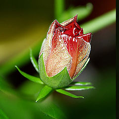 фото "Hibiscus"