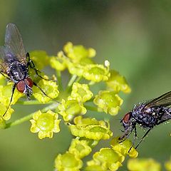 photo "Each creature on pair"