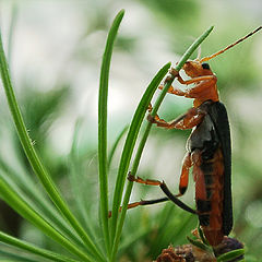 photo "And how long to me to stand? Dear, you again with"