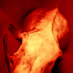 photo "RedDeath"