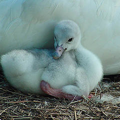 фото "Trumpeter Swan Cygnet"