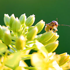 photo "The shy visitor"