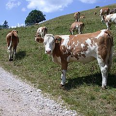 photo "Cows"