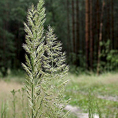 фото "Серебряные травы. (серия "Лес")"