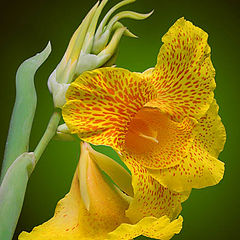 фото "Canna Lilly"