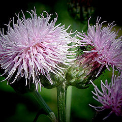 фото "Thistles"