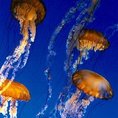 photo "Jellyfish"